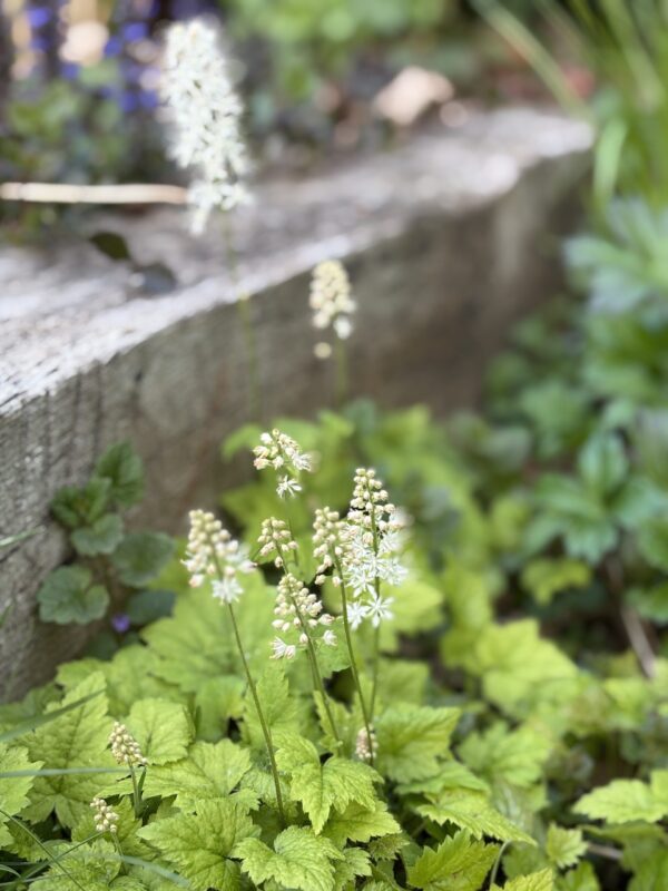 Schaumblüte – Bild 2