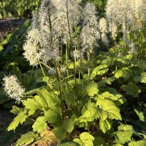 Schaumblüte