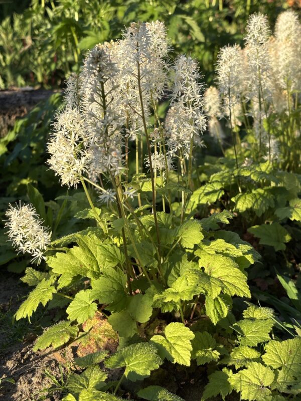 Schaumblüte