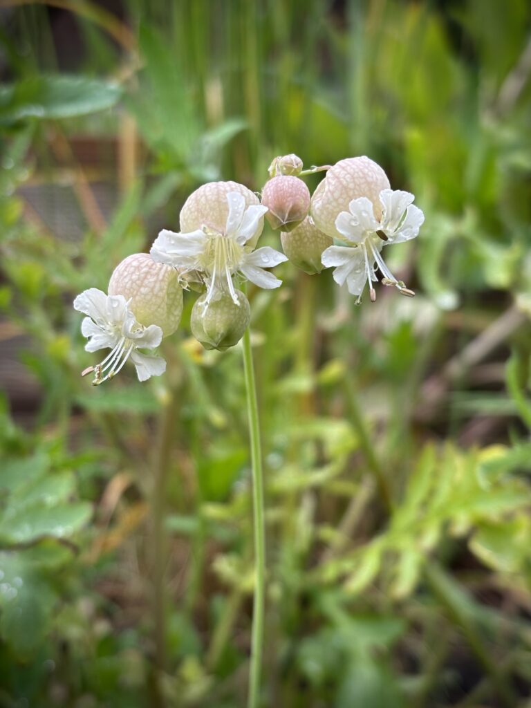 Taubenkropf-Leimkraut