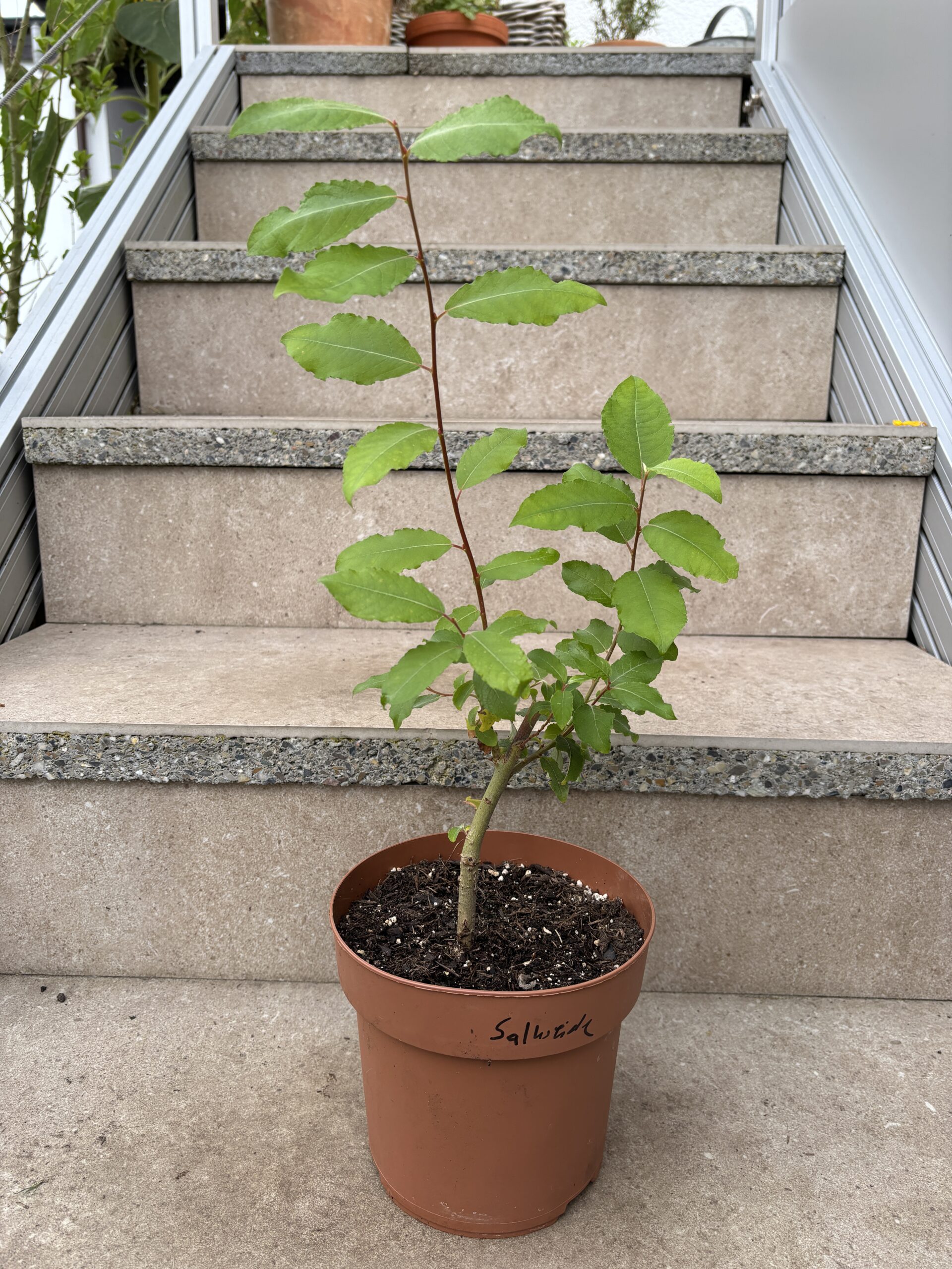 Salweide – Bild 2