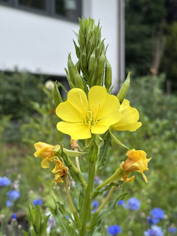 Nachtkerze – Bild 2