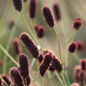 Sanguisorba