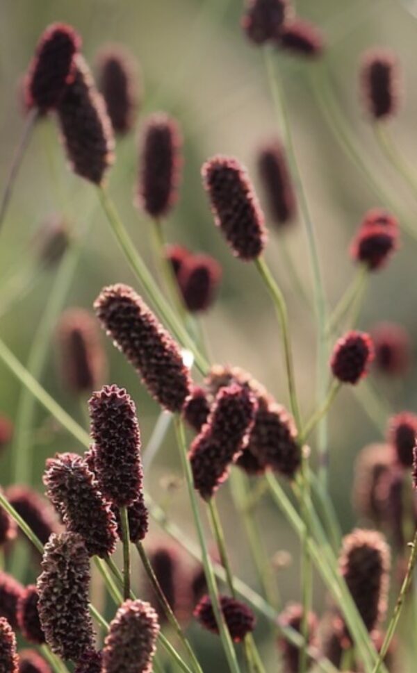 Sanguisorba