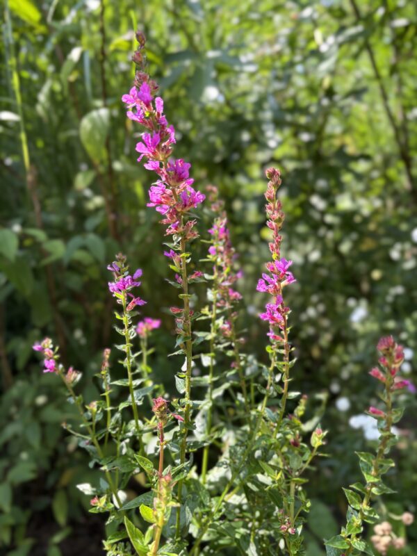 Blutweiderich – Bild 2