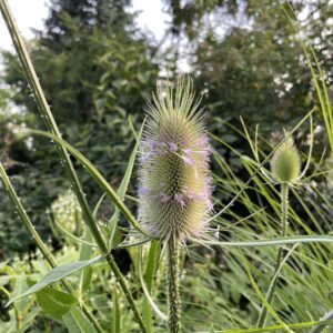 Wilde Karde