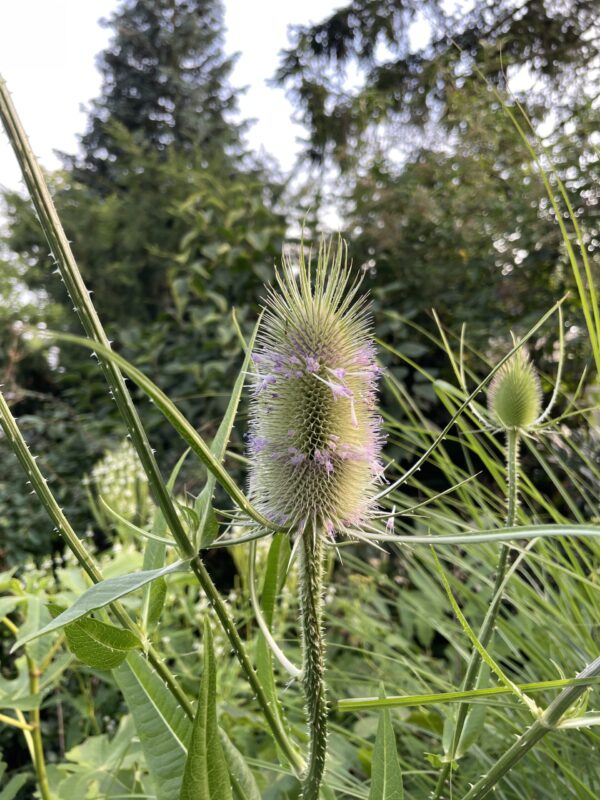 Wilde Karde