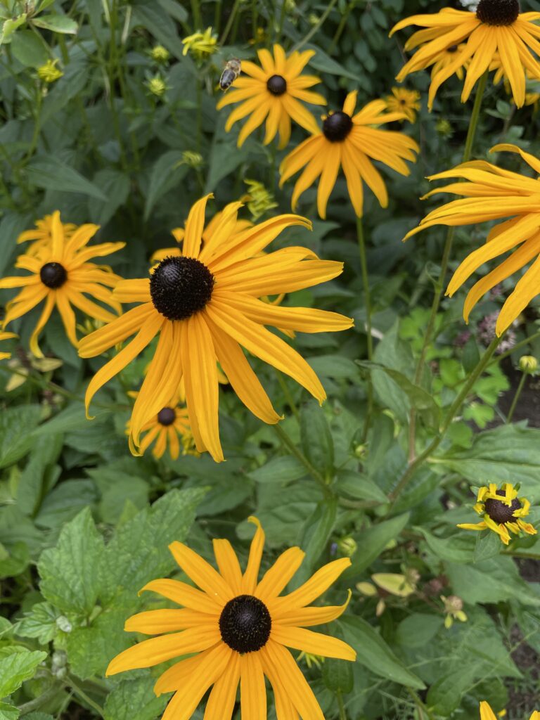 Sonnenhut Rudbeckia