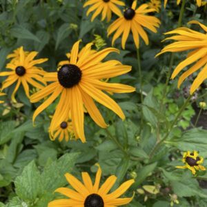 Sonnenhut Rudbeckia