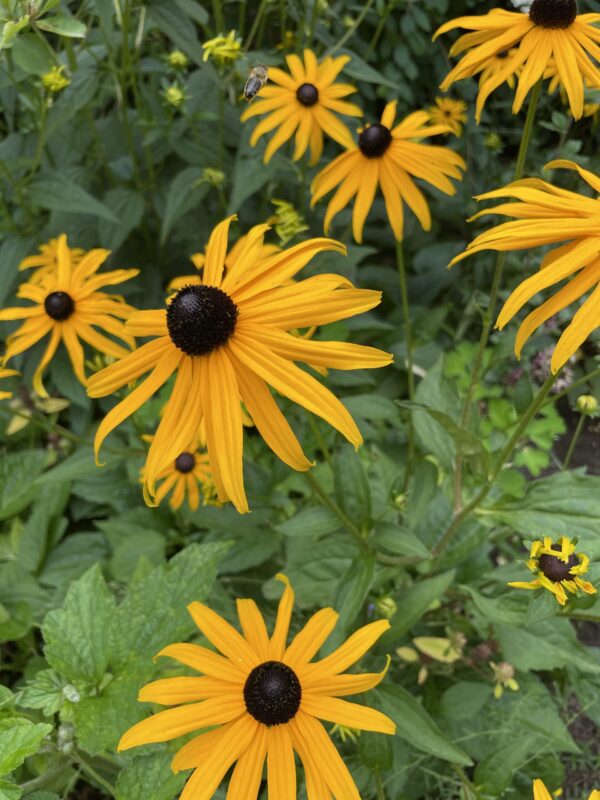 Sonnenhut Rudbeckia