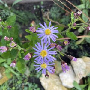 Wild-Aster