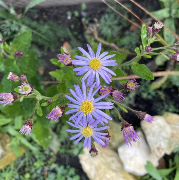 Wild-Aster