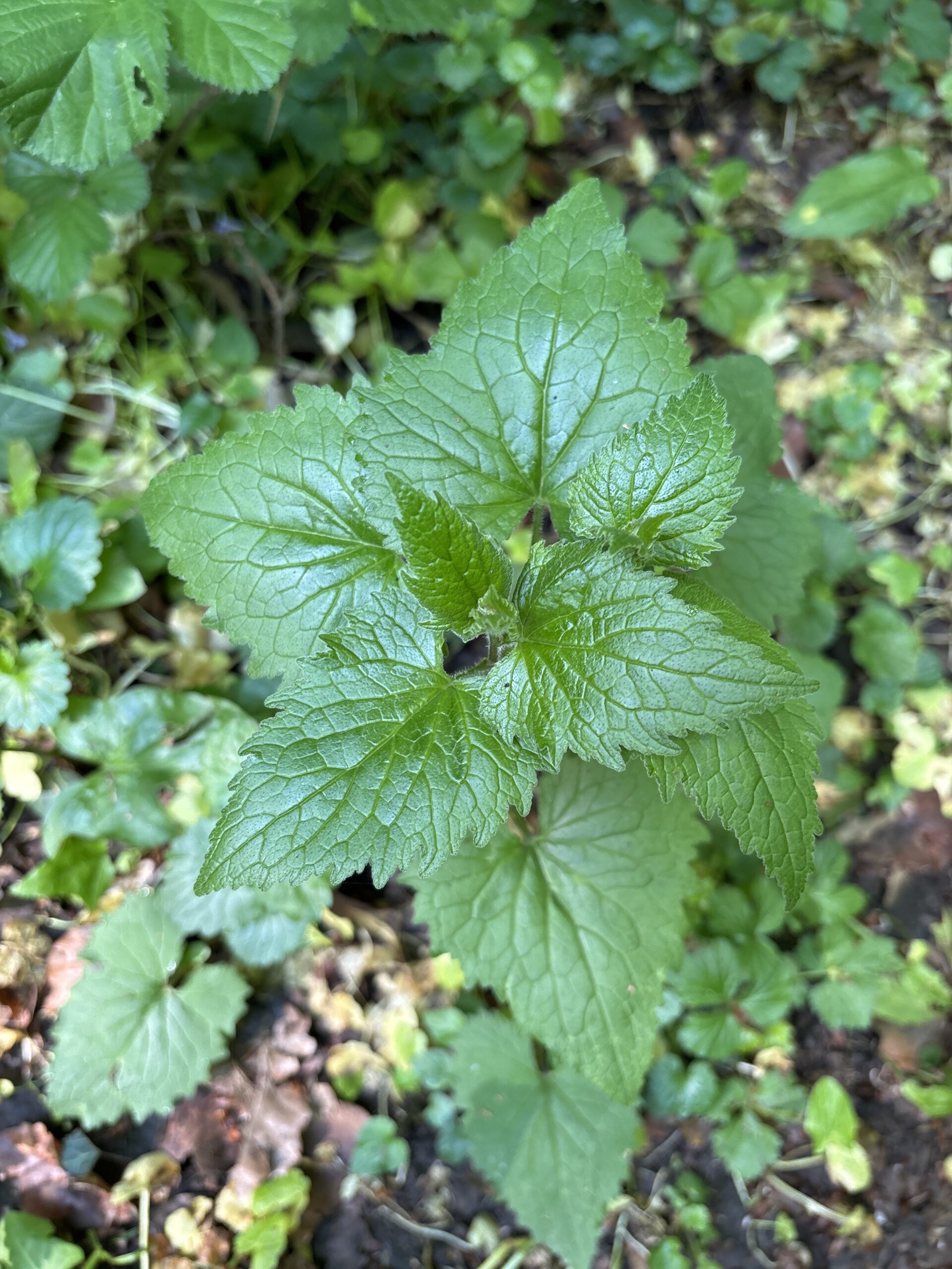 Nesselblättrige Glockenblume – Bild 4