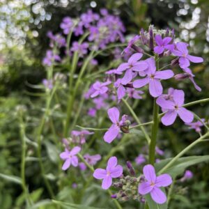 Nachtviole