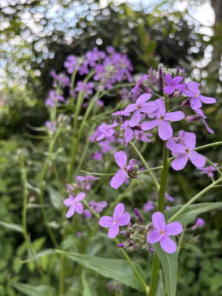 Nachtviole