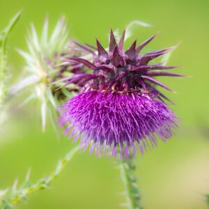 Nickende Distel