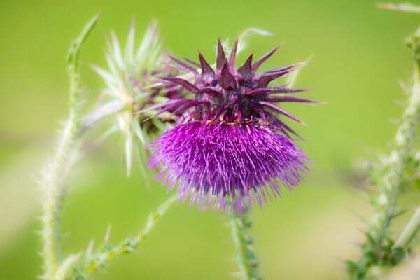 Nickende Distel