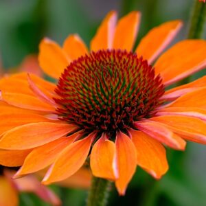 Purpur-Sonnenhut orange
