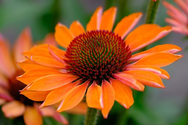 Purpur-Sonnenhut orange