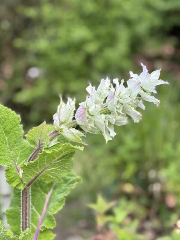 Muskatellersalbei – Bild 3