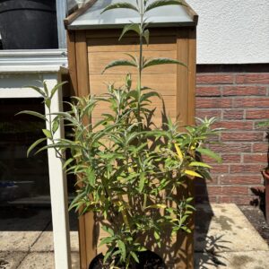 Schmetterlingsflieder weiß