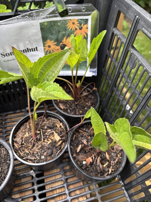 Sonnenhut Rudbeckia – Bild 2