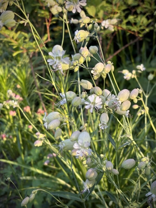 Taubenkropf-Leimkraut – Bild 2