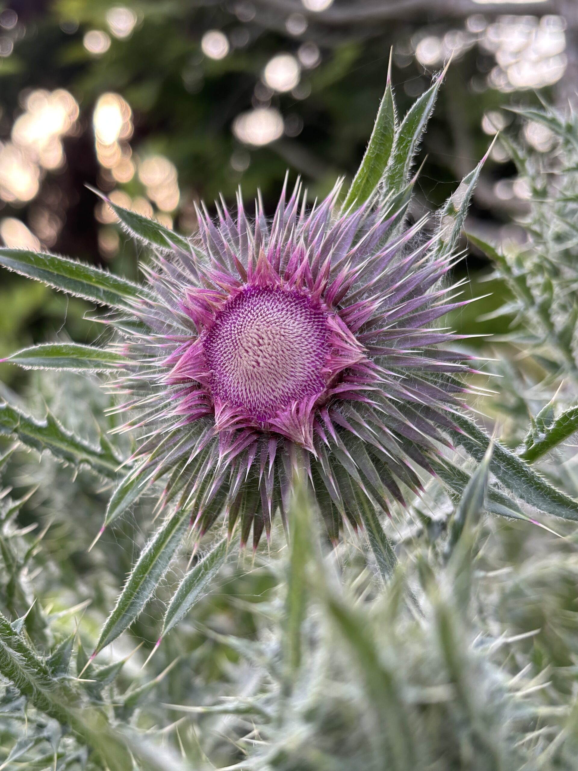 Nickende Distel – Bild 4