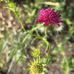 Mazedonische Witwenblume