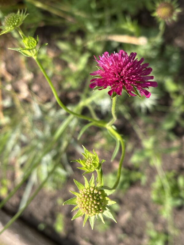 Mazedonische Witwenblume