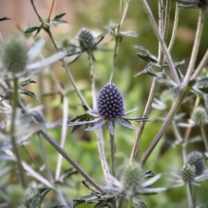 Eryngium planum