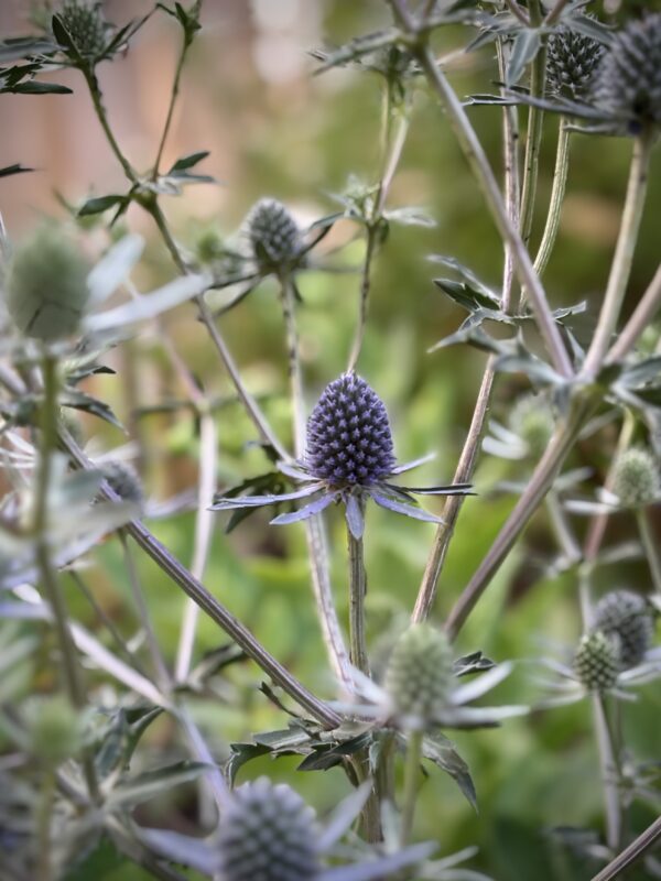 Eryngium planum