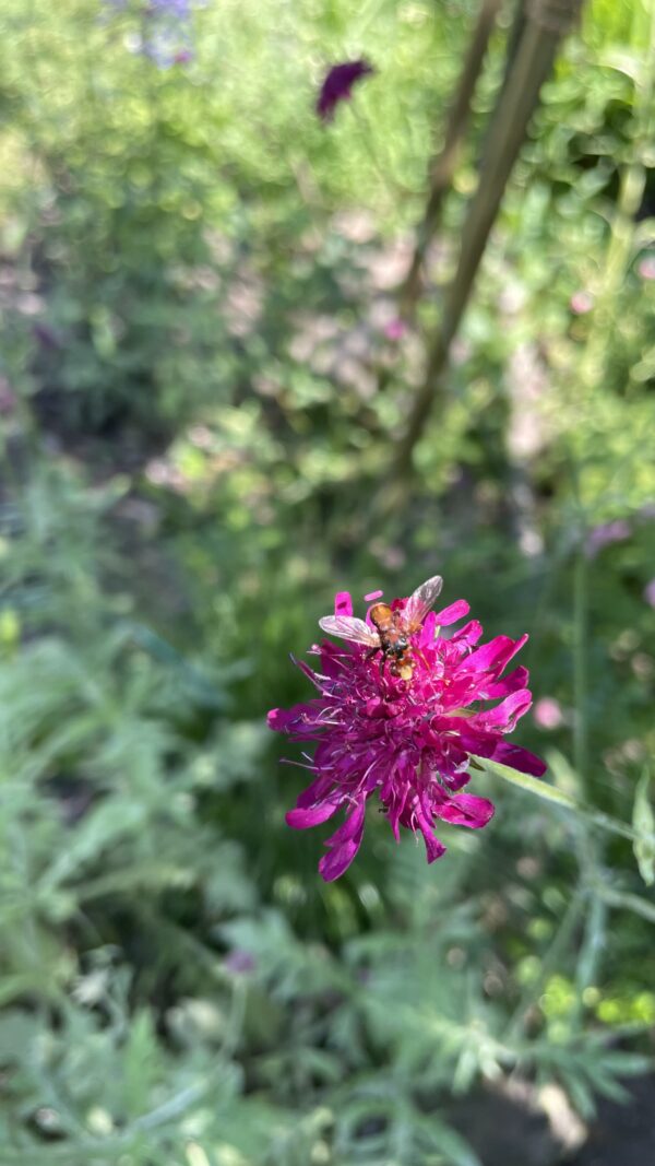Mazedonische Witwenblume – Bild 2