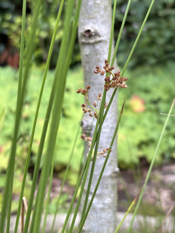 Flatter-Binse – Bild 2