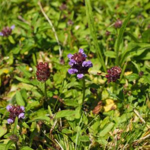 KLeine Braunelle