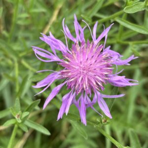 Wiesen-Flockenblume