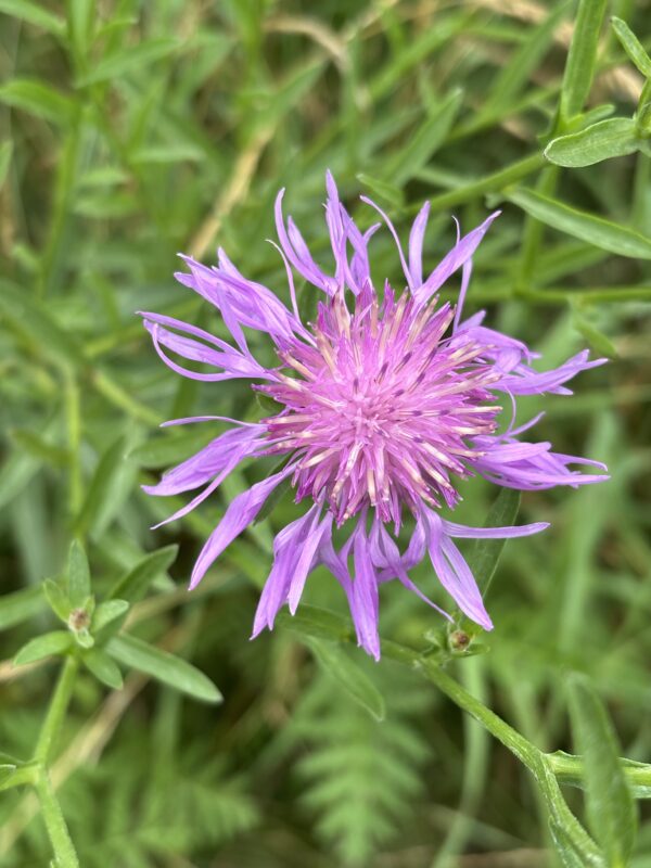 Wiesen-Flockenblume