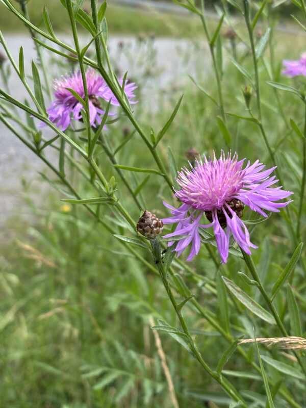 Wiesen-Flockenblume – Bild 2