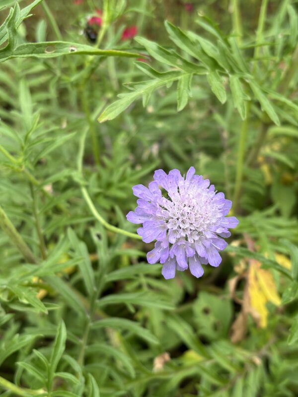 Taubenskabiose – Bild 2