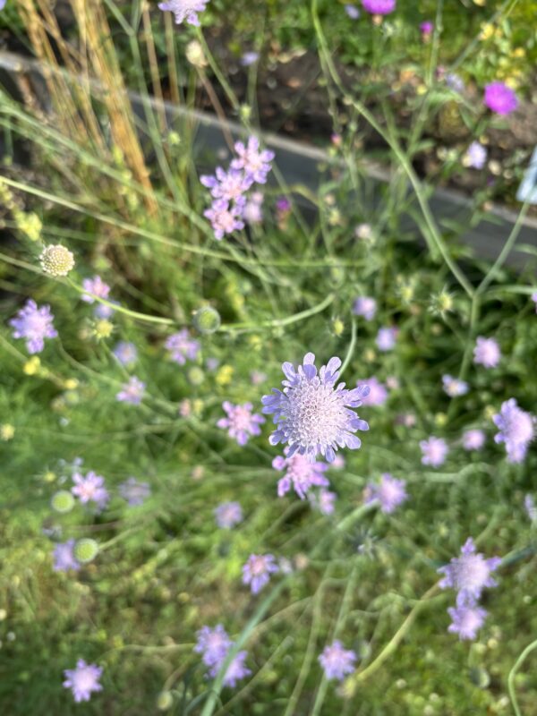 Taubenskabiose – Bild 3