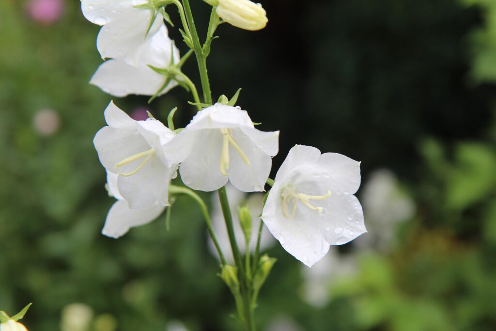 Pfirsichblättrige Glockenblume