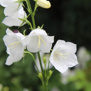 Pfirsichblättrige Glockenblume