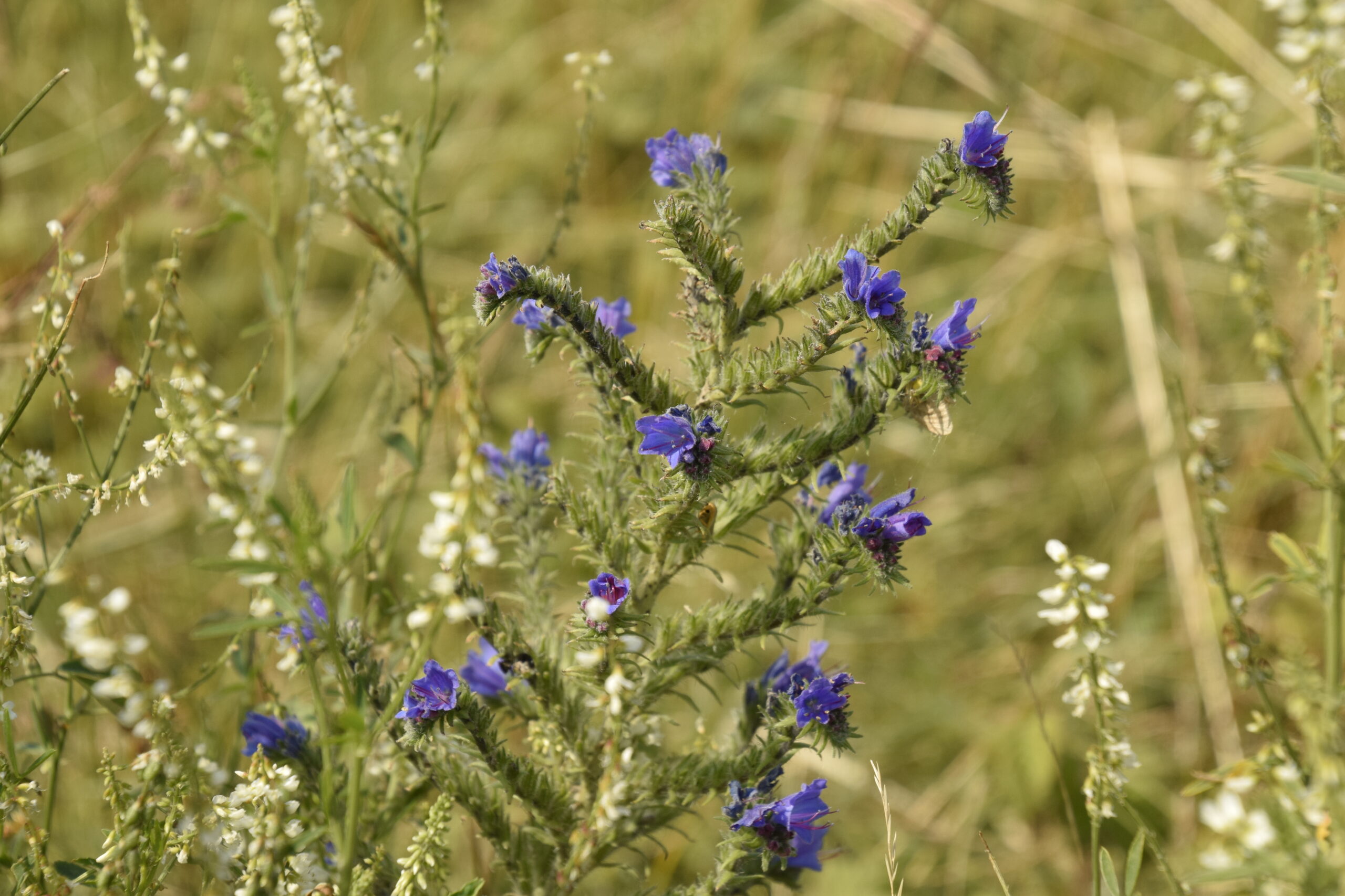 Natternkopf – Bild 2