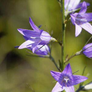 Rapunzel-Glockenblume