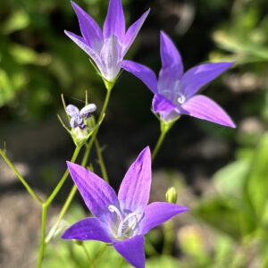 Wiesen-Glockenblume