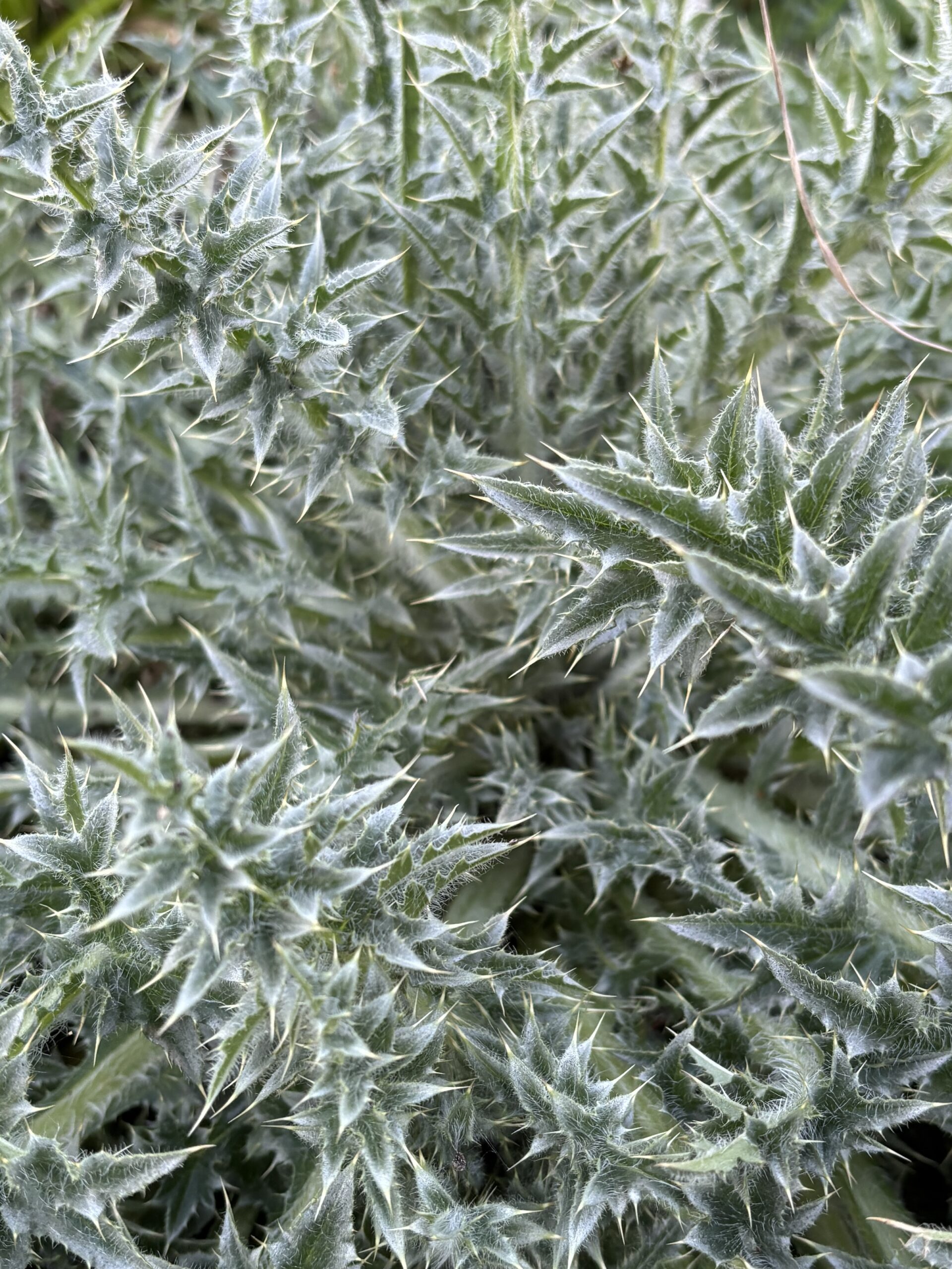 Nickende Distel – Bild 3
