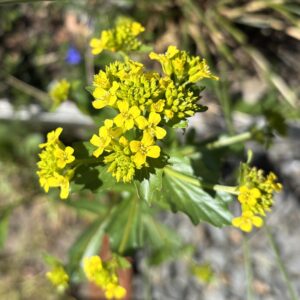 Barbarakraut/Winterkresse