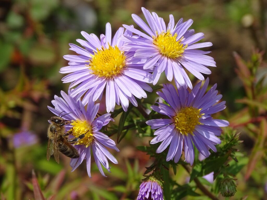 Berg-Aster