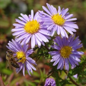 Berg-Aster
