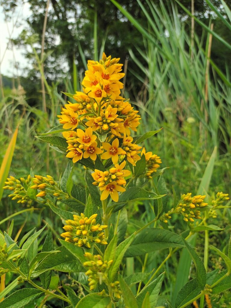 Gilbweiderich